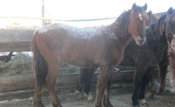 قوستانايدا ءوز اۋىلداسىنىڭ جىلقىسىن ۇرلاعان بارىمتاشىلار ۇستالدى