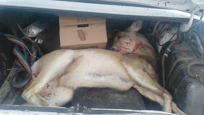 قوستانايدا ەلىك اتقاندار ۇستالدى