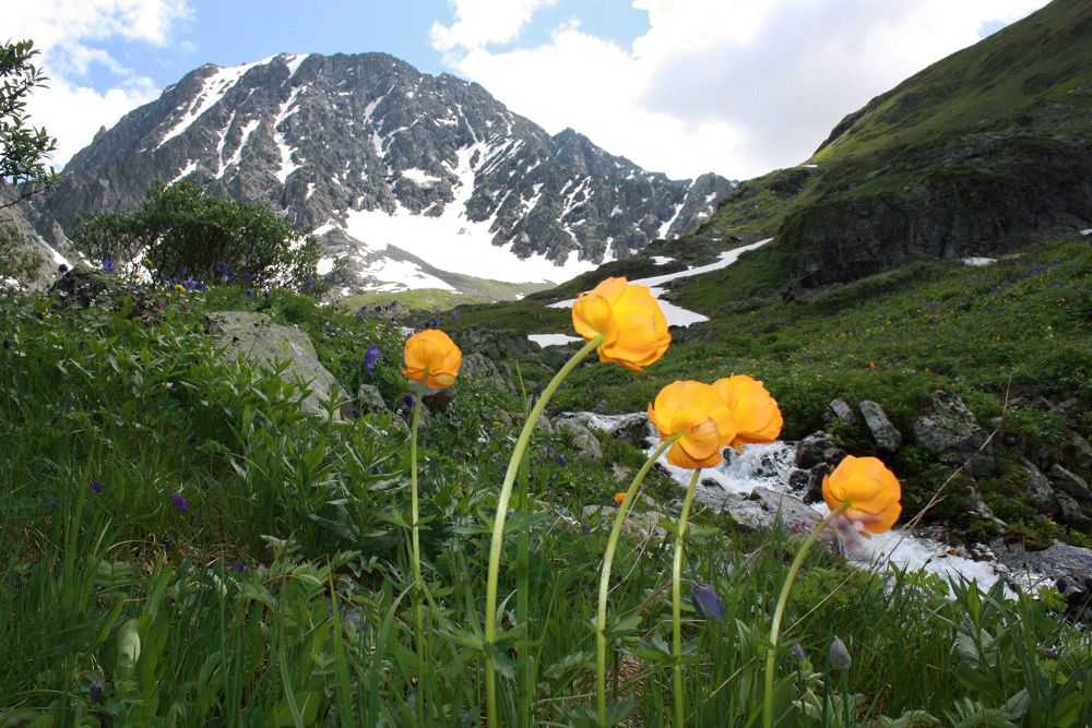 التايعا كەل, اعايىن!