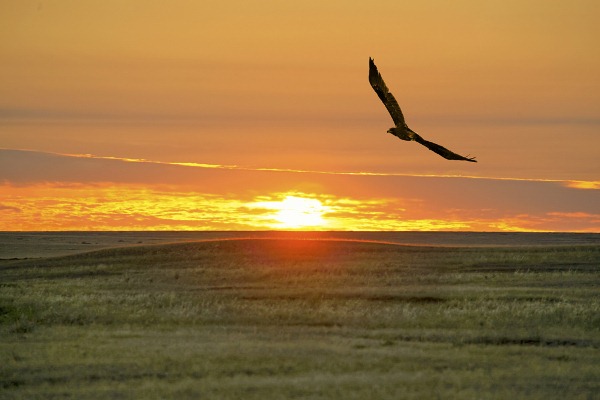 ەلباسىنىڭ « ۇلى دالانىڭ جەتى قىرى» ماقالاسى تاريحي سانانى جاڭعىرتۋعا باعىتتالعان تەرەڭ تولعام 