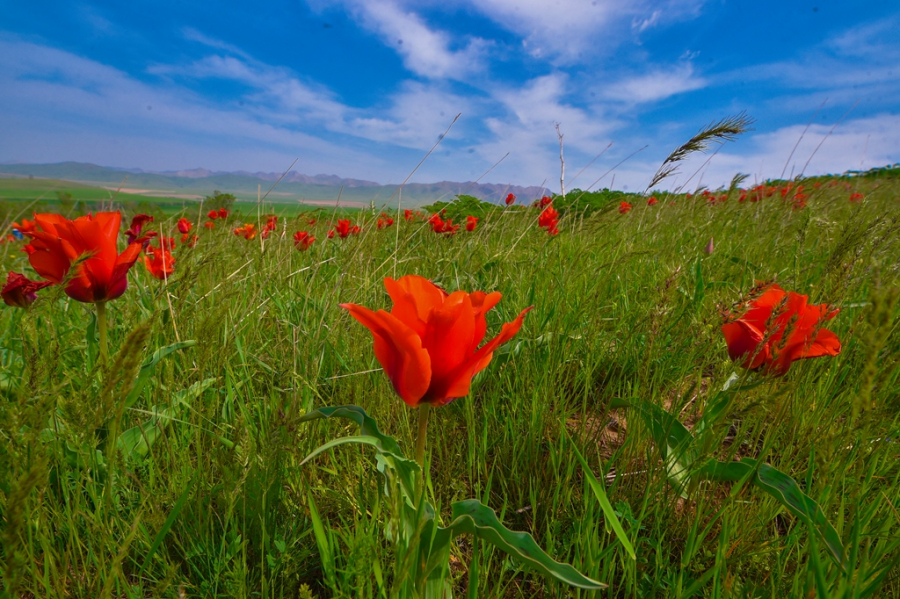 الەمدىك وركەنيەتكە قوسقان ۇلەس