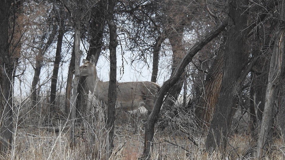 بالقاش كولى ماڭىنا بۇقار بۇعىسى ورالدى