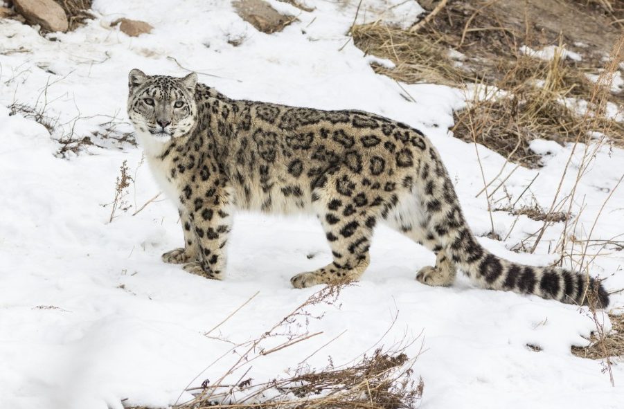 قازاقستاندا قار بارىستارىن ساقتاۋ مەن ەسەپكە الۋ كۇشەيتىلەدى