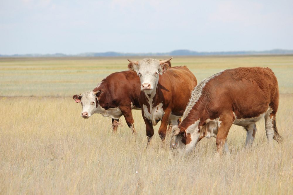 اسىل تۇقىمدى ءىرى قارا ازايىپ بارادى