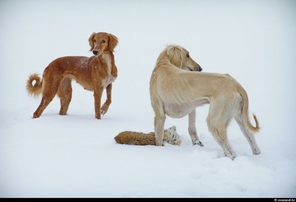 ورالباي ابدىكارىموۆ: جەتى قازىنامىزعا جاناشىر بولايىق