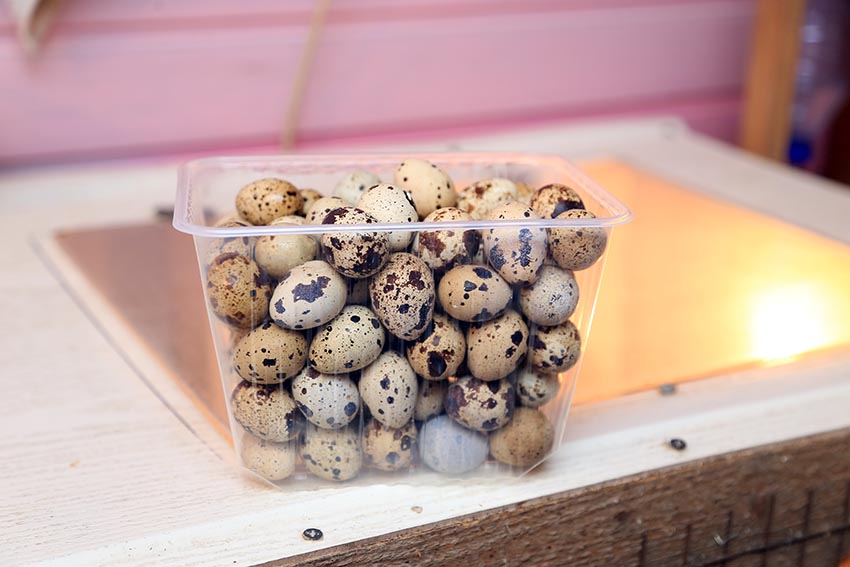 ساقتاعاننىڭ جۇمىرتقالارى لايكقا ءزارۋ ەمەس