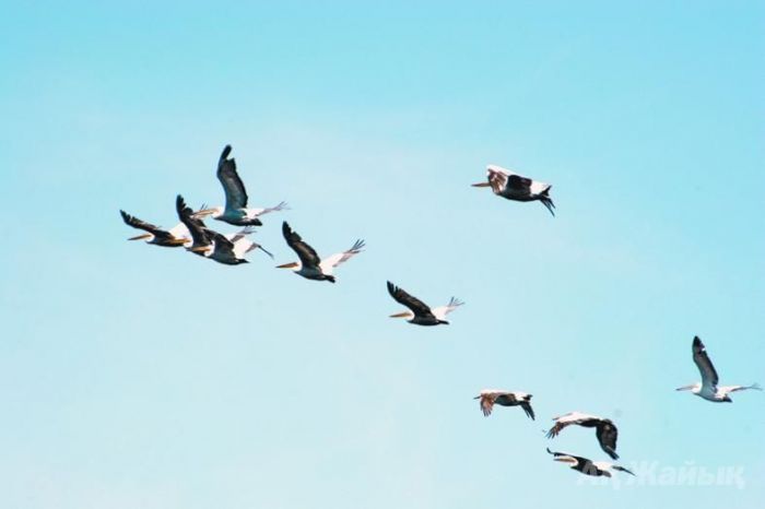 «قۇستار ءانى» «توتىنىڭ قوشتاسۋىنان» باستالعان
