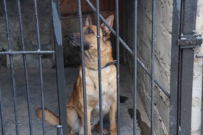 پاۆلودار وبلىسىندا يتتەردىڭ كومەگىمەن 200-دەن استام قىلمىس اشىلعان