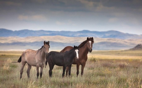 الەمدىك وركەنيەت قالىپتاسۋىنداعى  ۇلى دالانىڭ الاتىن ورنى