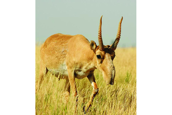 ساكەن سەيفۋللين. اقساق كيىك