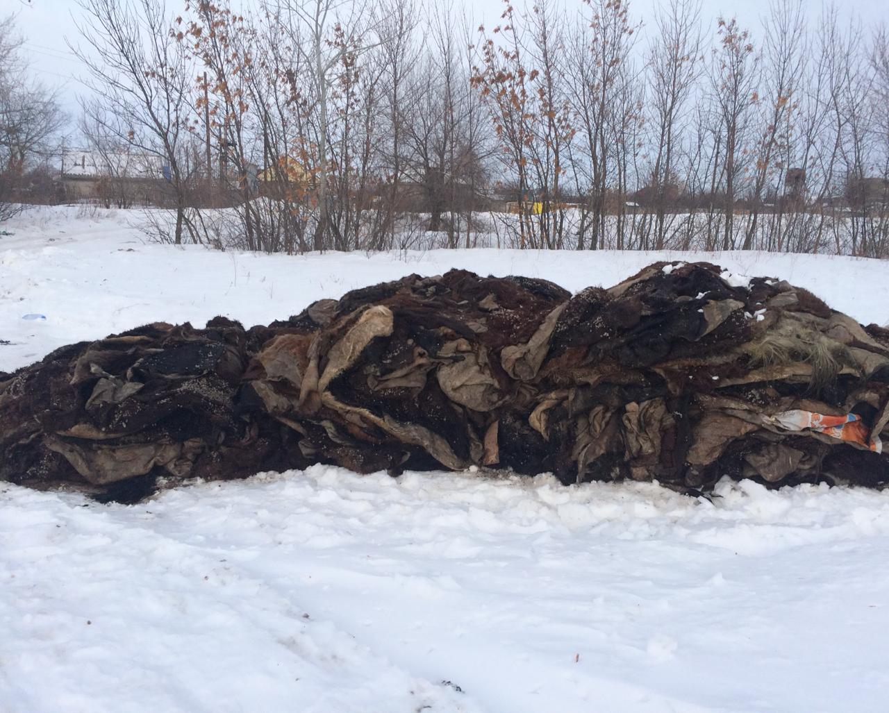 ورالدا وزەن اڭعارىنا 6 توننا سيىر تەرىسىن توككەندەر انىقتالدى