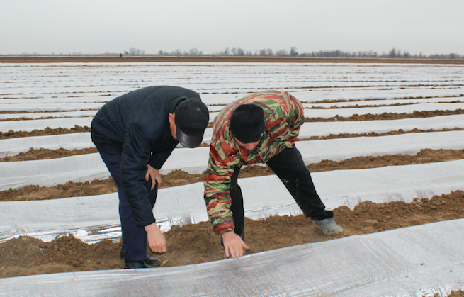ماقتاارال اۋدانىندا ديقانشىلىق باستالدى