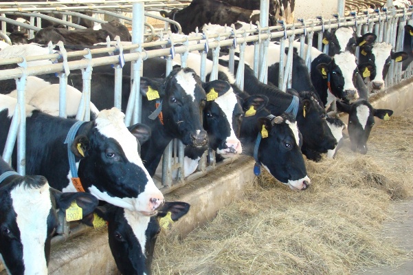 بەرەكە – بەلسەندىگە بىتەدى