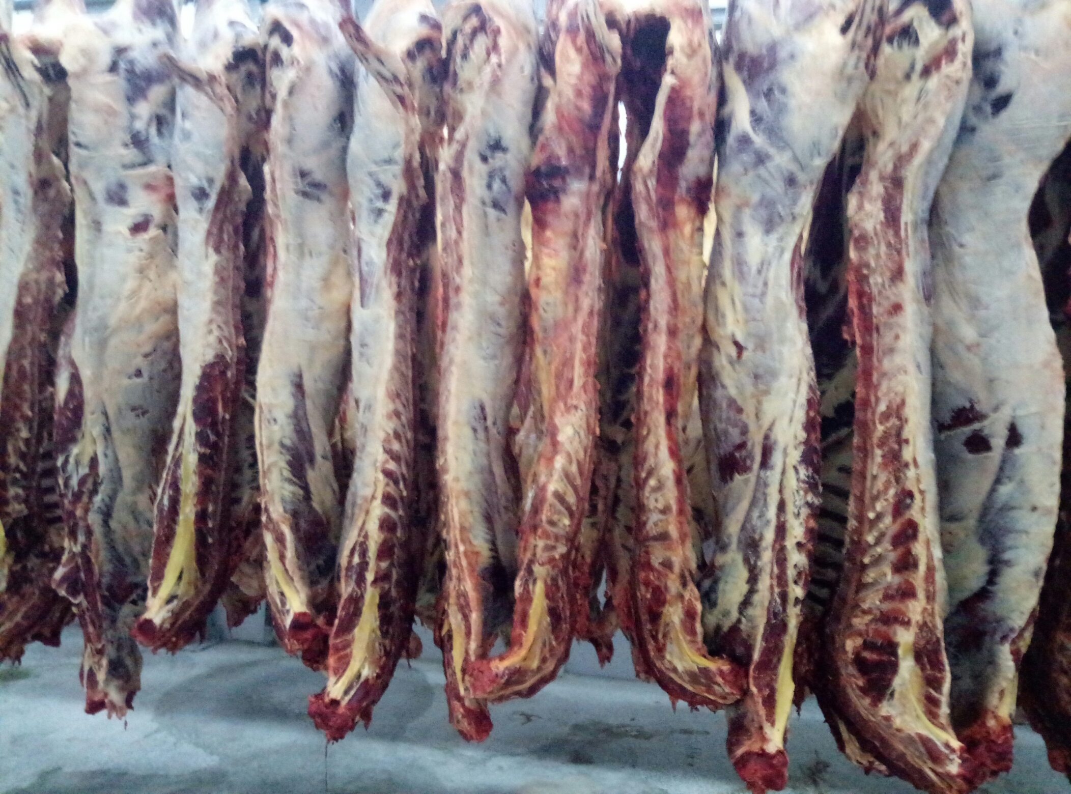 قوستاناي وبلىسى وتكەن جىلى العاش رەت ەكسپورتقا مول ەت شىعاردى