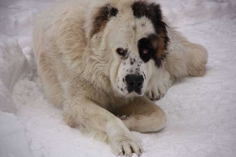 پەتروپاۆلدا الاباي تۇقىمداس يت يەلەرىن تالاپ تاستادى