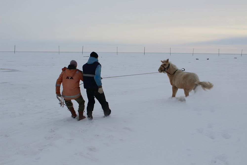 جىلقى قۇرىقتاعان جىگىتتەر