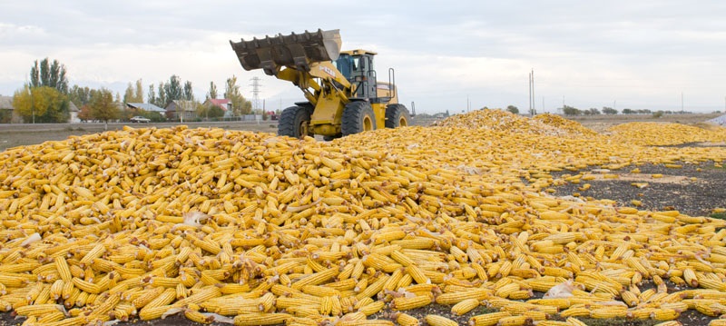 جاركەنت ديقاندارى جۇگەرىدەن جوعارى ءونىم جينادى