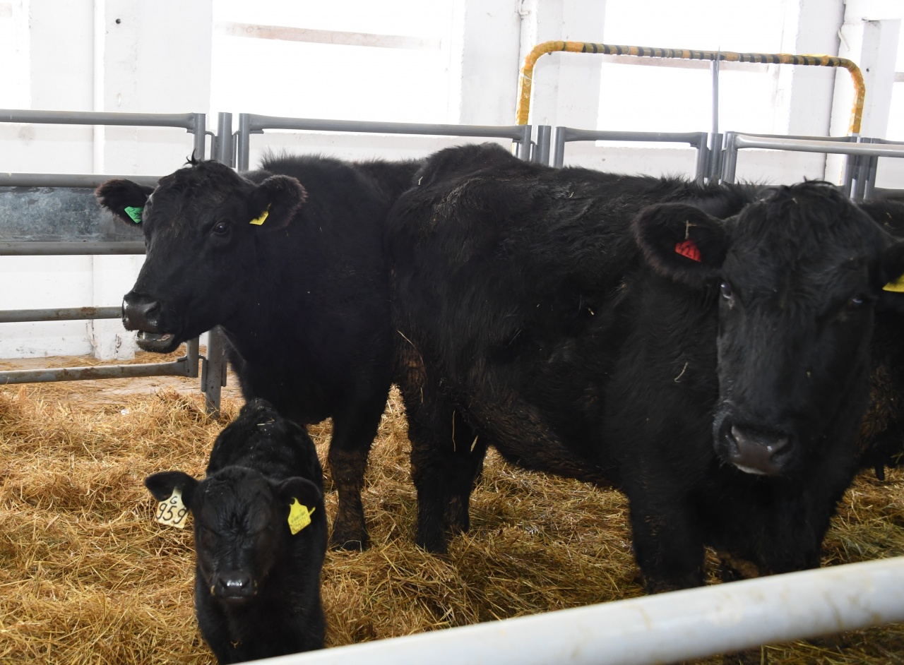 الماتى وبلىسىندا «ابەردين انگۋس» تۇقىمدى ءىرى قارا وسىرىلەدى