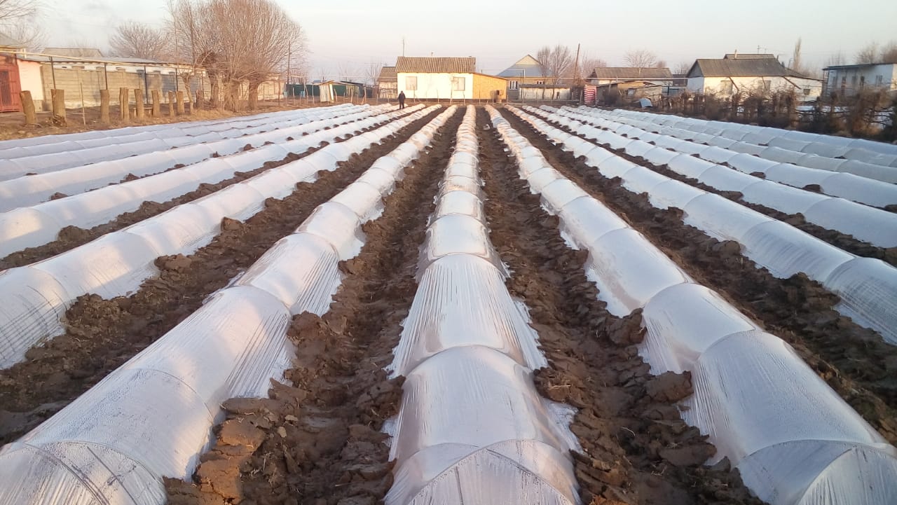 ماقتارالدىق ديقاندار قىزىلشا تۇقىمىن ەگۋدى باستادى