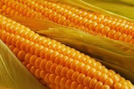 جۇگەرىدەن سۋسىن, قاربىزدان ءشاربات ازىرلەيدى