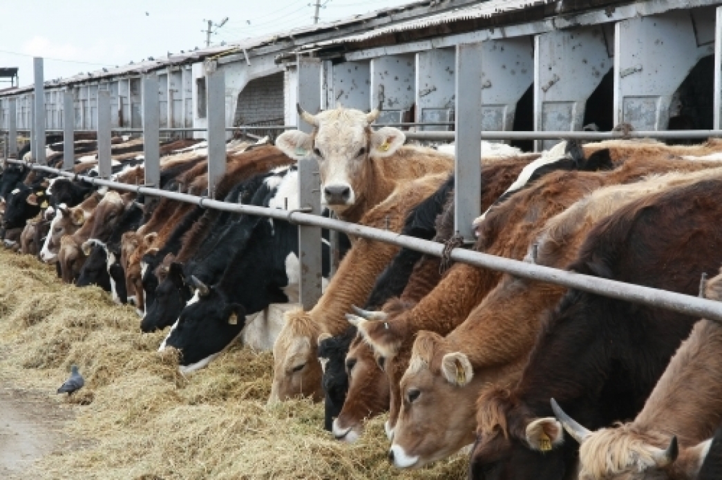 اگروونەركاسىپتى قولداۋدىڭ 4 باعىتى
