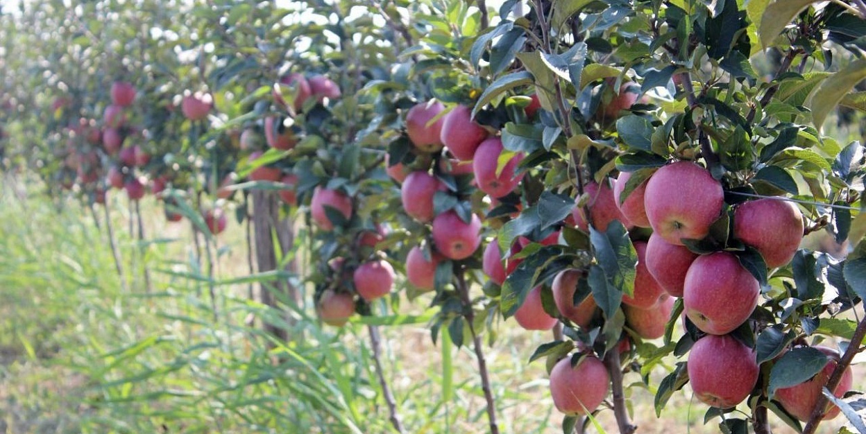 10 جىلدا 47 مىڭ گەكتار باق وسىرىلەدى