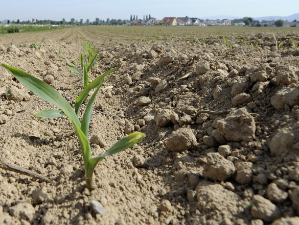 قوستانايدا مەملەكەتكە 290 مىڭ گەكتار جەر تەلىمى قايتارىلدى