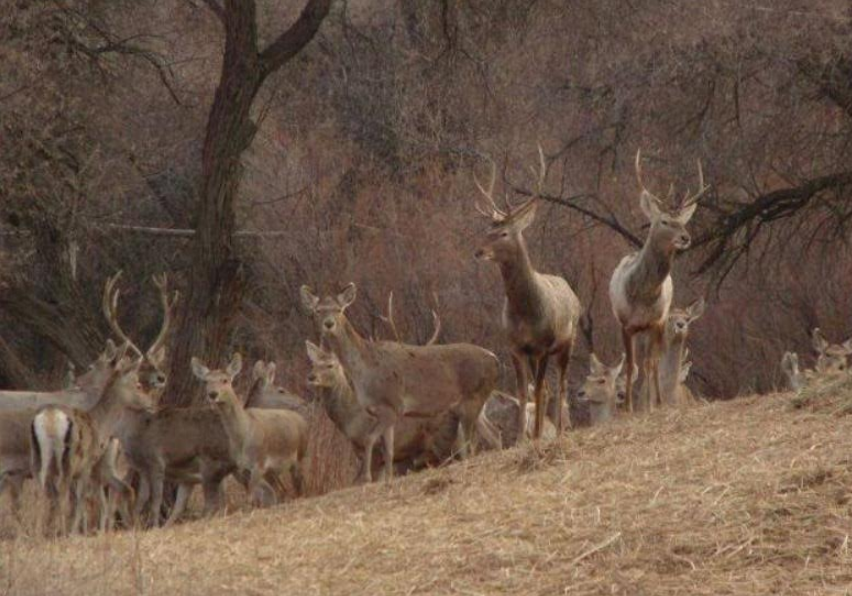 تۇران مەملەكەتتىك وڭىرلىك تابيعي پاركىن اشۋ جوسپارلانۋدا
