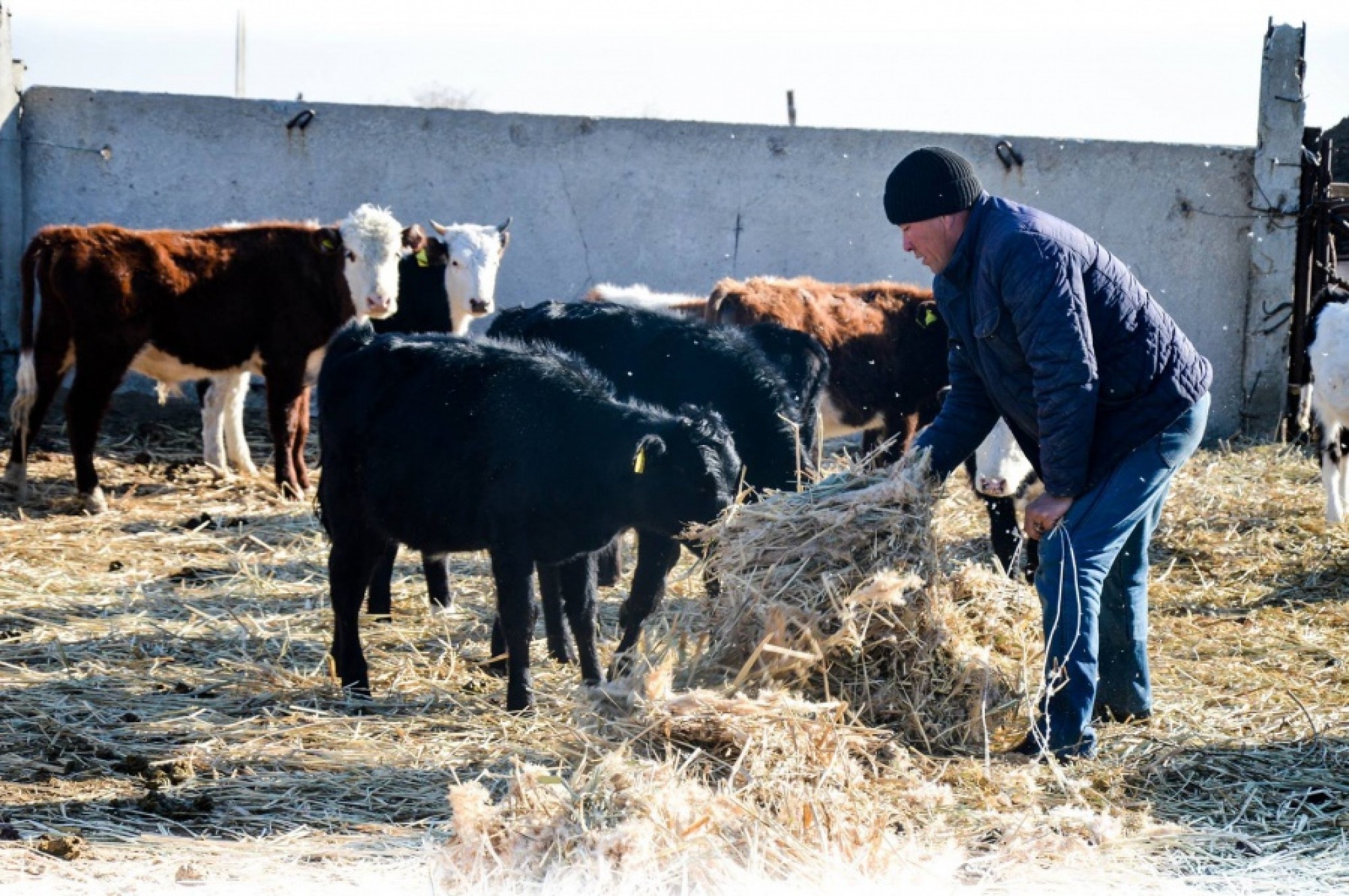 جەتىسۋ شارۋالارى 497, 5 ملن تەڭگە «سىباعا» الدى
