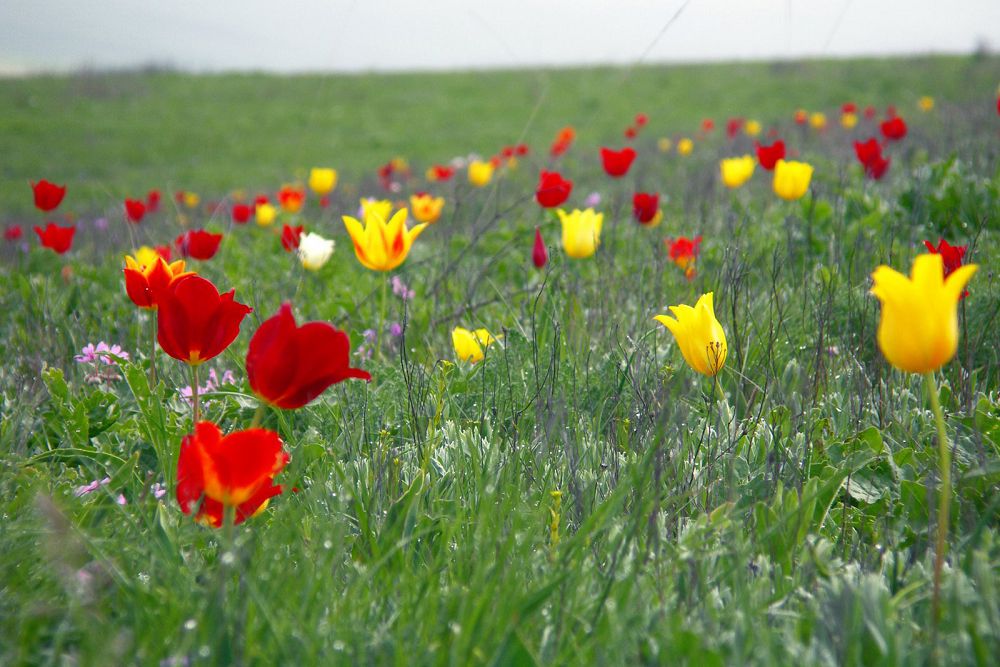 قىزعالداقتار, سارعالداقتار