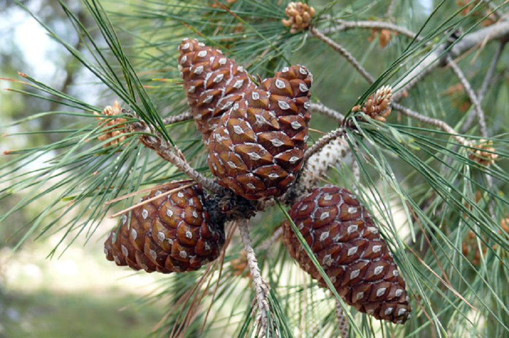 رەليكتى قاراعاي