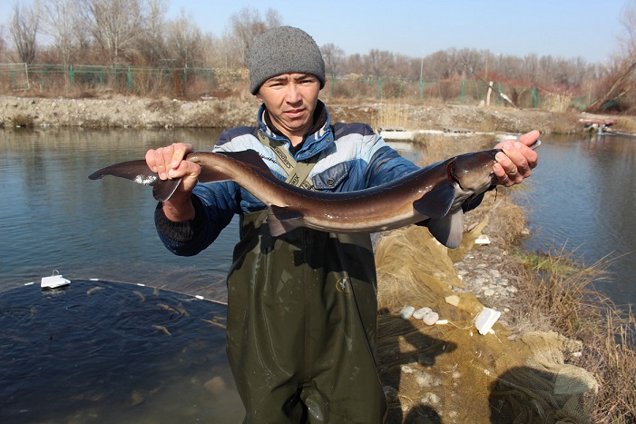 الماتى وبلىسىندا بەكىرە تۇقىمداس بالىق وسىرىلەدى