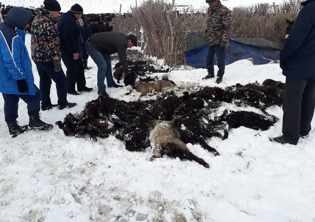 جاڭاقورعاندا 300-گە جۋىق مال قىرىلدى