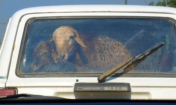 مال ۇرلىعىنىڭ الدىن الۋدا ەلەكتر توعى قولدانىلادى