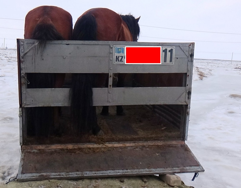 قىزىلوردالىق پوليتسەيلەر 13 مال ۇرلىعى دەرەگىن اشتى