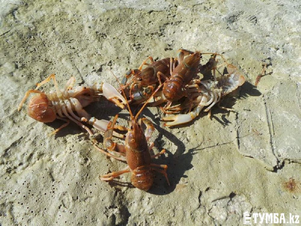 تەڭىز شاياندارى وڭاي ولجاعا اينالا جازدادى