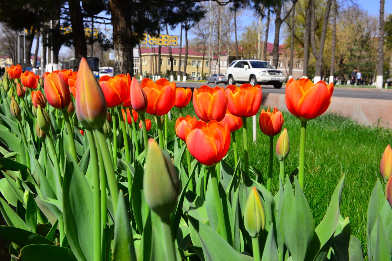 شىمكەنتتە قىزعالداقتار گۇلدەدى