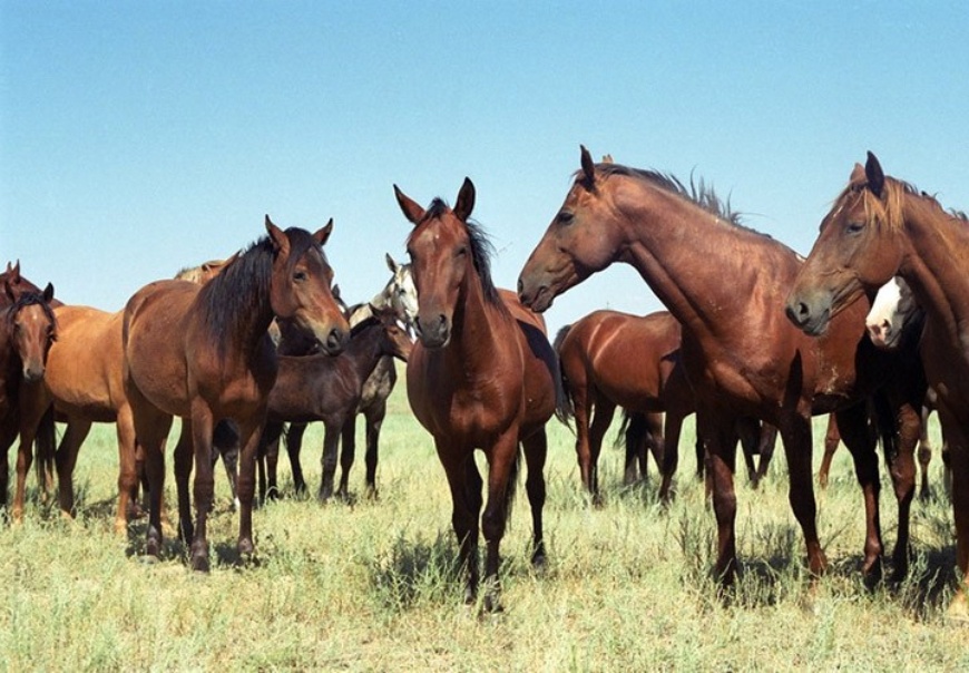 شەكاراشىلار 60 باس جىلقى ايداپ كەلە جاتقان بارىمتاشىلاردى ۇستادى