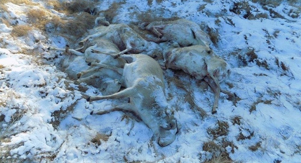 100-دەن استام كيىكتى قىرىپ سالعان