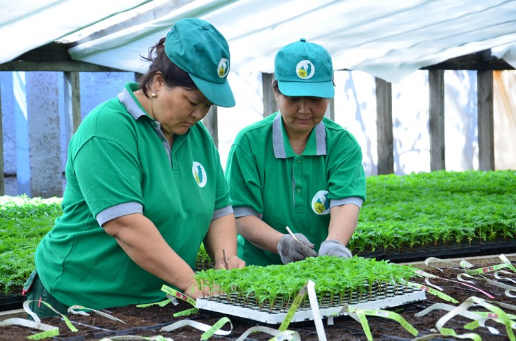 الماتىدا كوگالداندىرۋ جۇمىستارى جالعاسۋدا