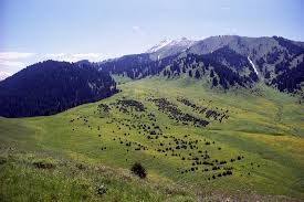 «كوكجايلاۋ» تاۋ-شاڭعى كۋرورتىنان 5 جەر تەلىمى ساتىلىمعا شىعارىلادى