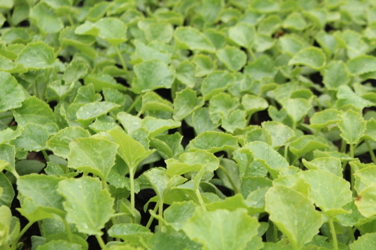 جەتىساي اۋدانىندا 12 مىڭ گەكتار القاپقا باقشا داقىلدارى ەگىلدى