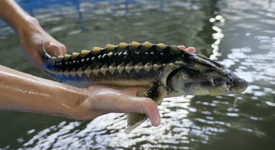 ماڭعىستاۋدا «بەكىرە» الدىن الۋ ءىس-شاراسى وتۋدە