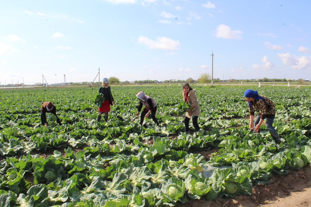 تۇركىستان: جەتىسايلىق ديقاندار رەسەيگە 20 توننا ءونىم جونەلتتى