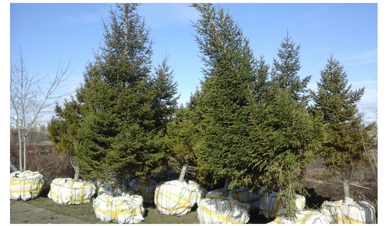 ەلوردادا ەكولوگيالىق سەنبىلىك ءوتتى