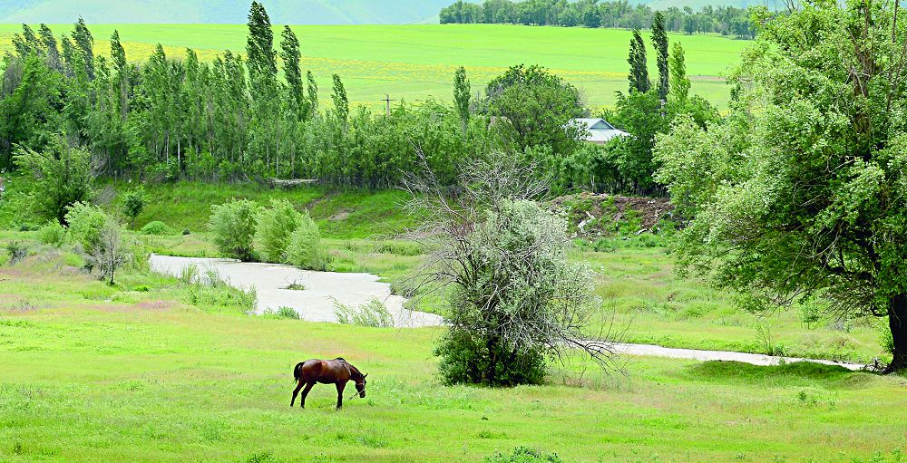 اقبۇلاق, اعار ما تاعى شاپقىلاپ؟!