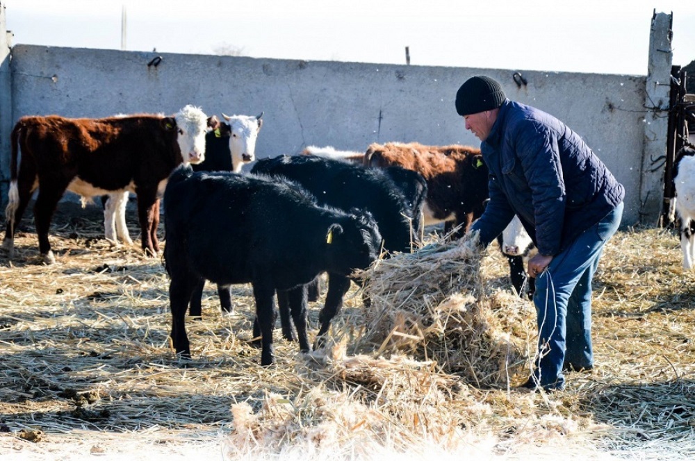 باياناۋىل اۋدانىندا  برۋتسەللەزگە ۇشىراعان مال سانى ازايماي تۇر