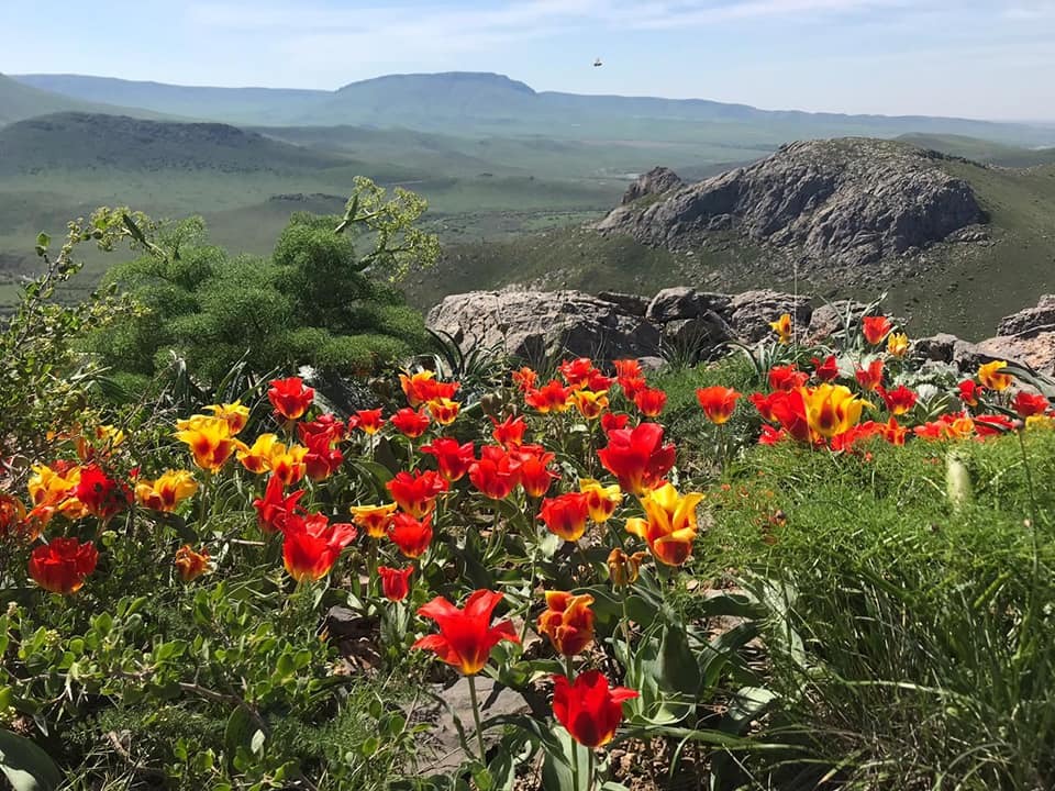 تۇركىستان وبلىسىندا «قىزعالداق فەستيۆالى» وتۋدە