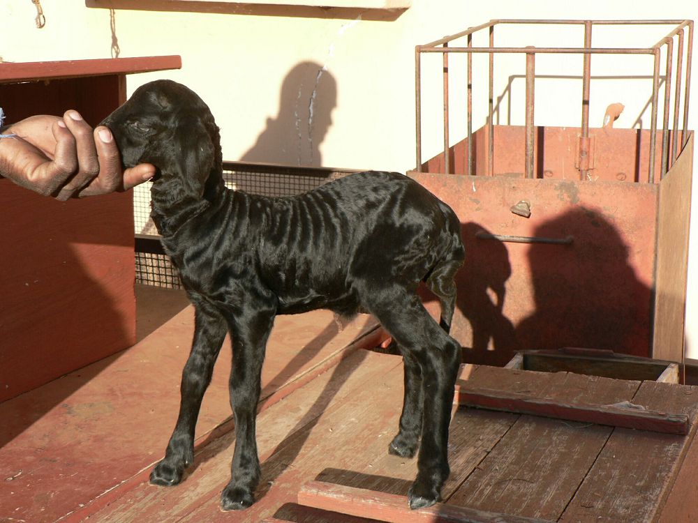 قاراكول ەلتىرىسى شارۋاشىلىعىن قالاي دامىتامىز؟