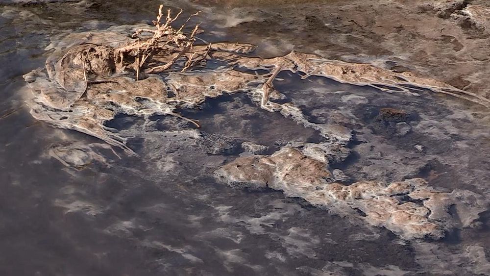 شىمكەنتتىكتەر «شىڭىراۋدى» تاماشالايدى